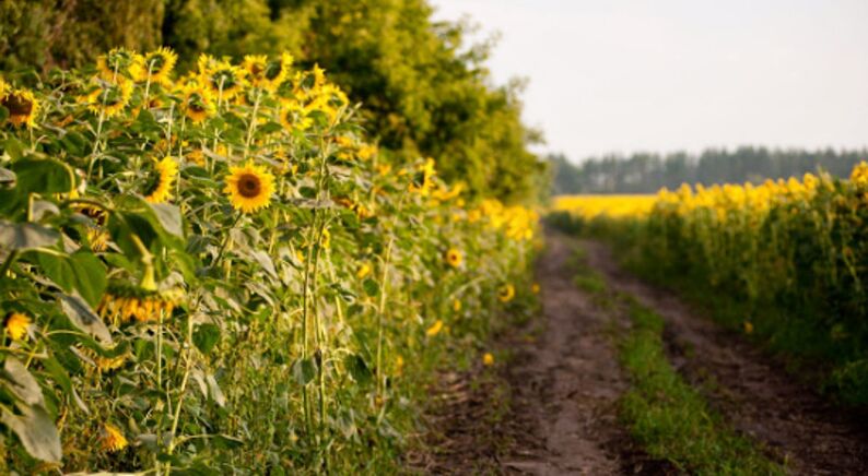 plimbări în aer liber pe câmpul de floarea-soarelui ca modalitate de întinerire a pielii din jurul ochilor