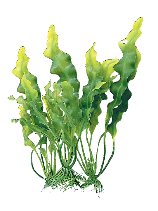 complex de alge din cremă